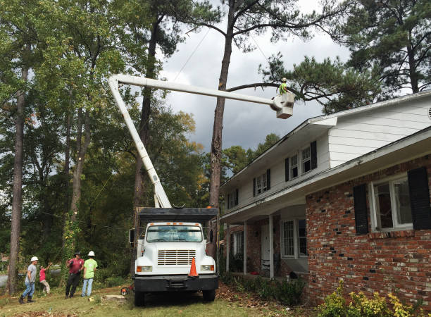 How Our Tree Care Process Works  in  Lancaster, WI