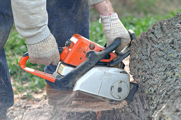 Best Hazardous Tree Removal  in Lancaster, WI