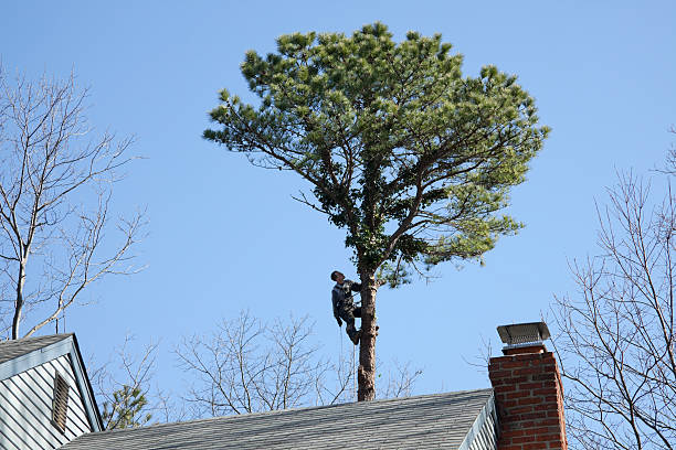 Best Root Management and Removal  in Lancaster, WI