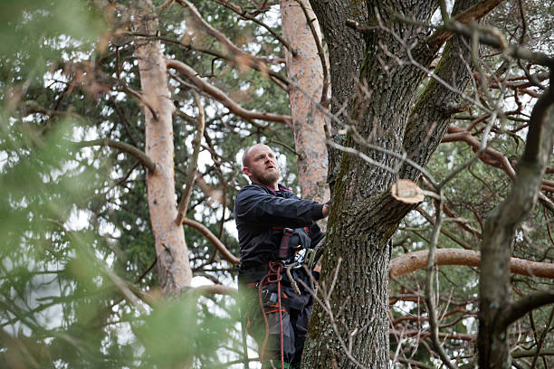 Best Root Management and Removal  in Lancaster, WI