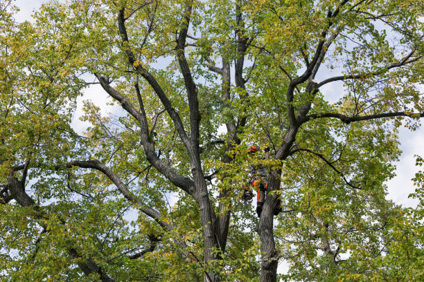 Best Arborist Consultation Services  in Lancaster, WI